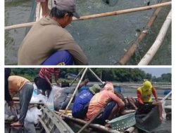 BUMDes Jagang Panen 5 Ton Ikan Mas, Kini Tertekan Kenaikan Harga Pakan