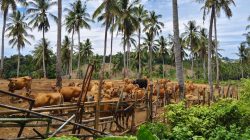 Produksi Peternakan Lampung Tumbuh 5,85 Persen, DPKH Kupas Taget