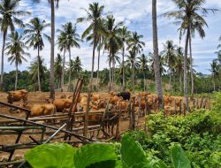 Produksi Peternakan Lampung Tumbuh 5,85 Persen, DPKH Kupas Taget